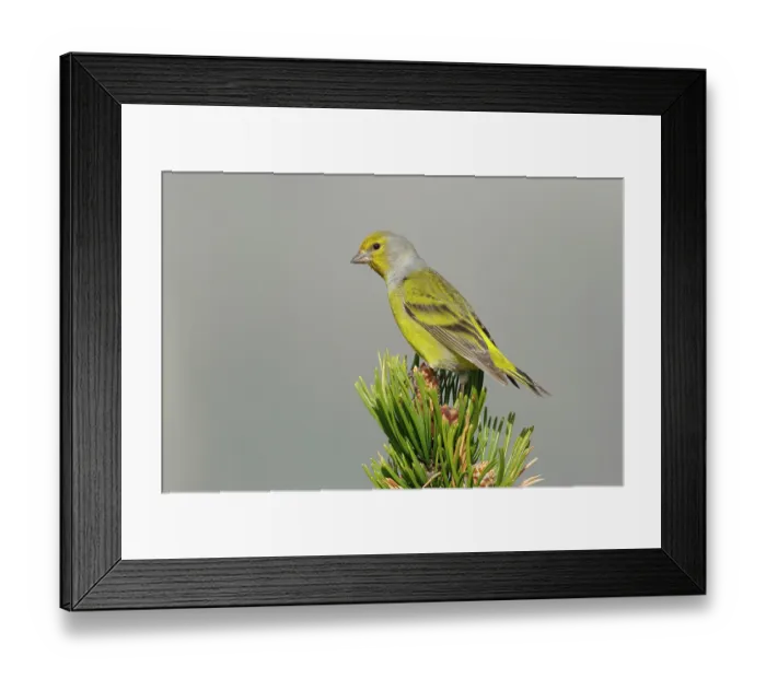 Framed Print : Citril finch (Carduelis citrinella) perched on a pine tree, Pyrenees, Spain. May Framed Print : Citril finch (Carduelis citrinella) perched on a pine tree, Pyrenees, Spain. May