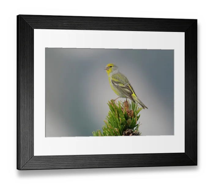 Framed Print : Citril finch (Carduelis citrinella) perched on a pine tree, Pyrenees, Spain. May Framed Print : Citril finch (Carduelis citrinella) perched on a pine tree, Pyrenees, Spain. May