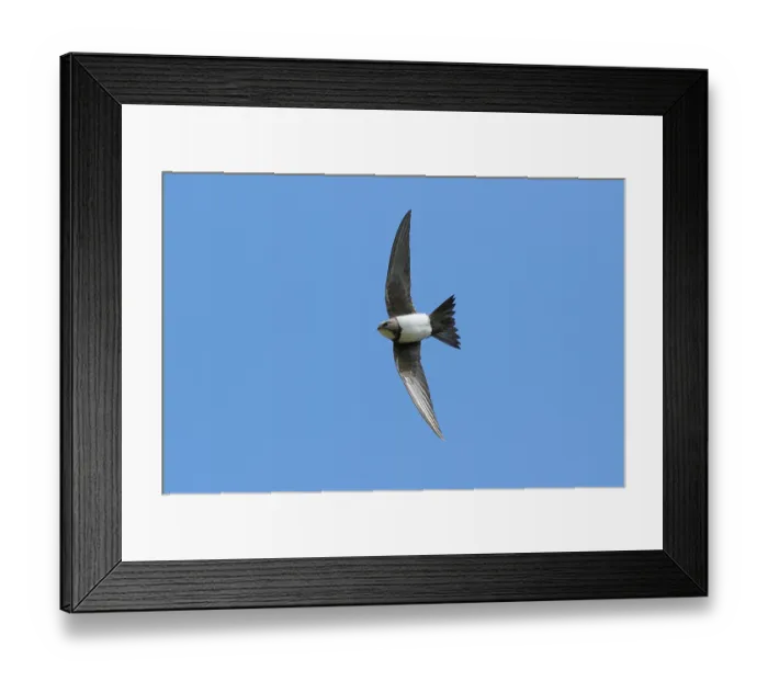 Framed Print : Alpine swift (Tachymarptis melba) in flight against blue sky, La Rioja, Spain. April Framed Print : Alpine swift (Tachymarptis melba) in flight against blue sky, La Rioja, Spain. April
