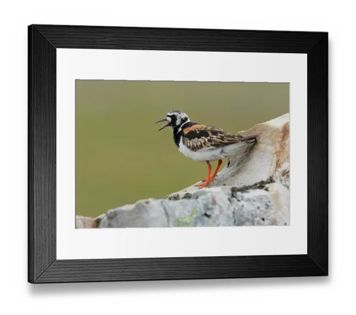Framed Print : Turnstone (Arenaria interpres) perched on rock, calling, Varanger, Norway. July Framed Print : Turnstone (Arenaria interpres) perched on rock, calling, Varanger, Norway. July