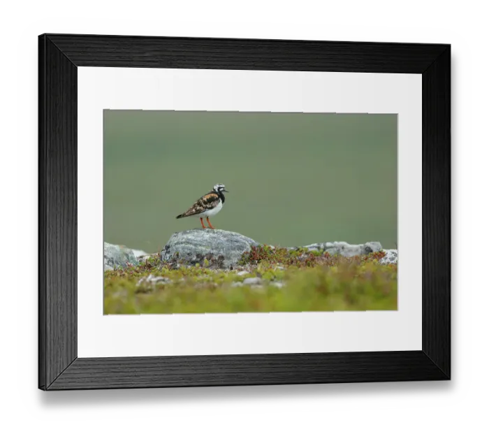 Framed Print : Turnstone (Arenaria interpres) perched on a rock, Varanger, Norway. July Framed Print : Turnstone (Arenaria interpres) perched on a rock, Varanger, Norway. July