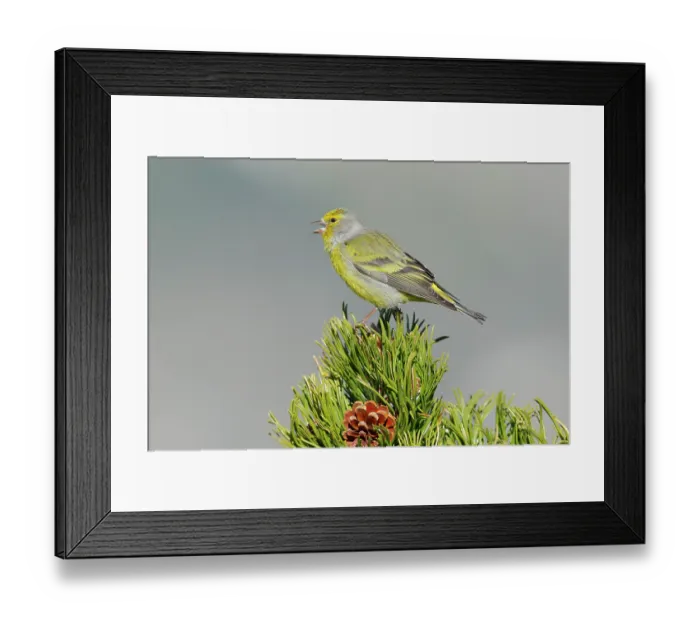 Framed Print : Citril finch (Carduelis citrinella) male, singing perched on a pine tree, Pyrenees, Spain. May Framed Print : Citril finch (Carduelis citrinella) male, singing perched on a pine tree, Pyrenees, Spain. May