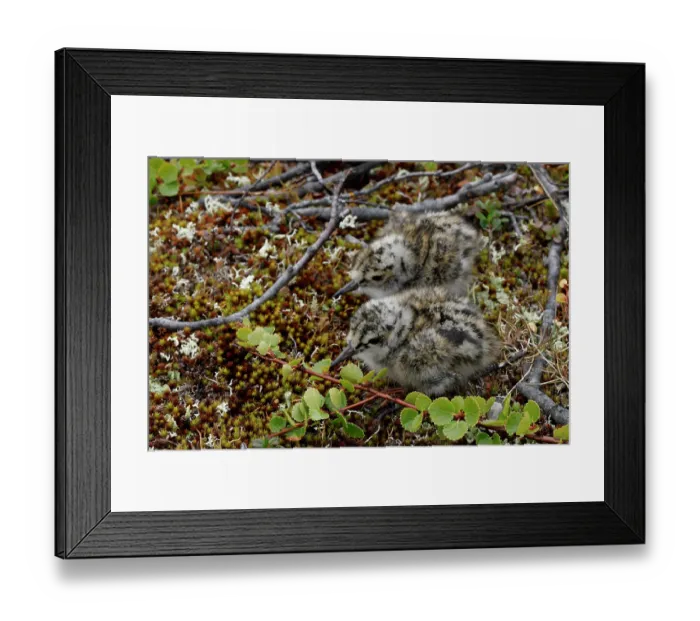 Framed Print : Two Turnstone (Arenaria interpres) chicks nestled on the ground, Varanger, Norway. July Framed Print : Two Turnstone (Arenaria interpres) chicks nestled on the ground, Varanger, Norway. July