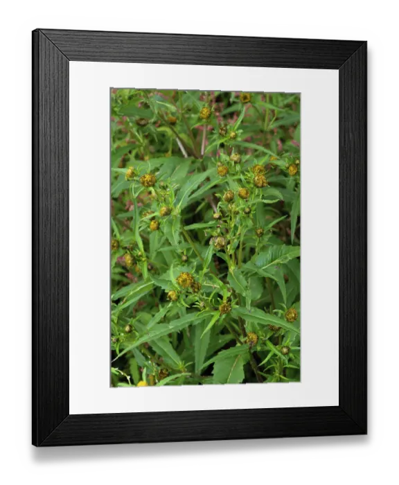 Framed Print : Nodding bur-marigold (Bidens cernua) in flower in meander field near Foxbury Shaw, River Mole, Surrey, England, UK. August Framed Print : Nodding bur-marigold (Bidens cernua) in flower in meander field near Foxbury Shaw, River Mole, Surrey, England, UK. August