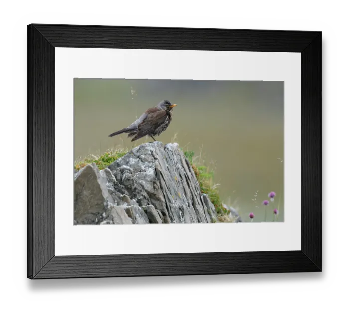 Framed Print : Fieldfare (Turdus pilaris) perched on a rock, Varanger, Norway. July Framed Print : Fieldfare (Turdus pilaris) perched on a rock, Varanger, Norway. July