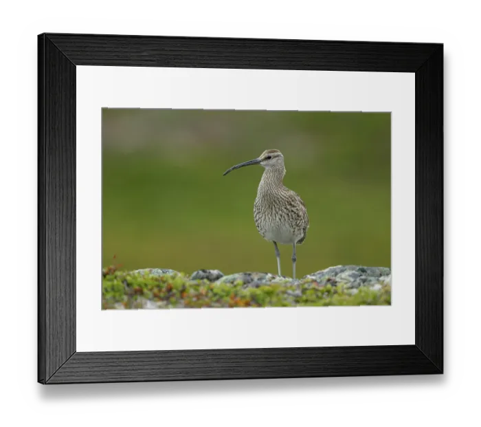 Framed Print : Whimbrel (Numenius phaeopus) perched on a rock, Varanger, Norway. July Framed Print : Whimbrel (Numenius phaeopus) perched on a rock, Varanger, Norway. July