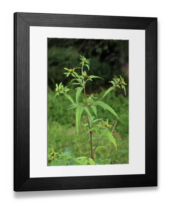 Framed Print : Trifid bur-marigold (Bidens tripartita) in flower in meander field near Foxbury Shaw, River Mole, Surrey, England, UK. August Framed Print : Trifid bur-marigold (Bidens tripartita) in flower in meander field near Foxbury Shaw, River Mole, Surrey, England, UK. August