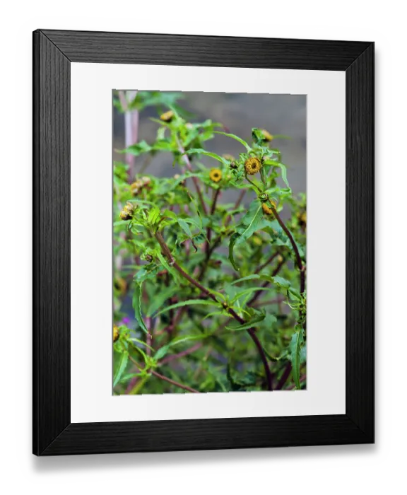 Framed Print : Nodding Bur-marigold (Bidens cernua) in flower, Buckland Park Lake, Surrey, England, UK. August Framed Print : Nodding Bur-marigold (Bidens cernua) in flower, Buckland Park Lake, Surrey, England, UK. August