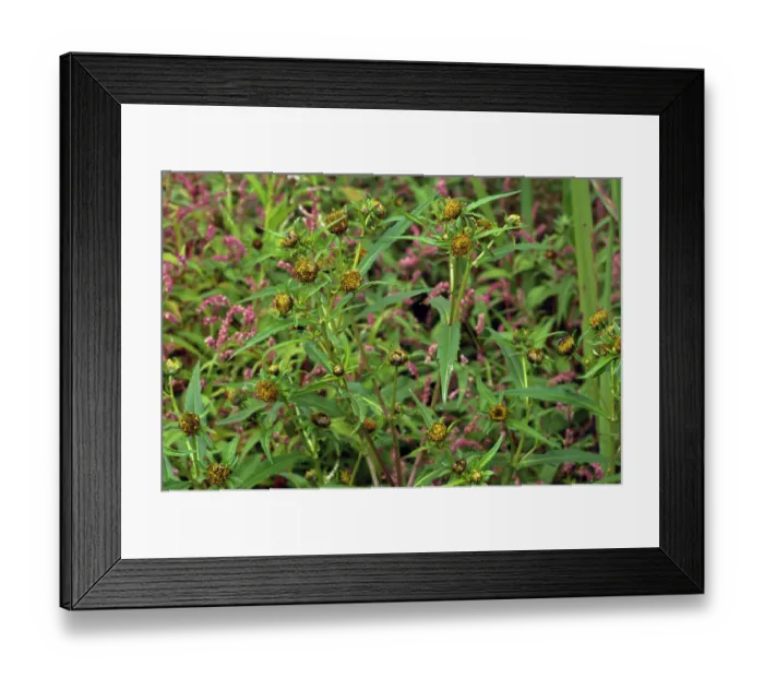 Framed Print : Nodding bur-marigold (Bidens cernua) in flower in meander field near Foxbury Shaw, River Mole, Surrey, England, UK. August Framed Print : Nodding bur-marigold (Bidens cernua) in flower in meander field near Foxbury Shaw, River Mole, Surrey, England, UK. August