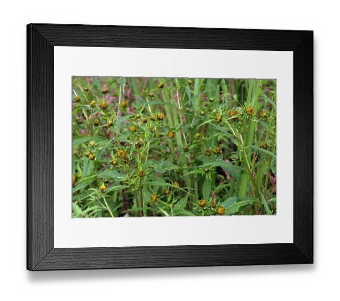 Framed Print : Nodding bur-marigold (Bidens cernua) in flower in meander field near Foxbury Shaw, River Mole, Surrey, England, UK. August Framed Print : Nodding bur-marigold (Bidens cernua) in flower in meander field near Foxbury Shaw, River Mole, Surrey, England, UK. August