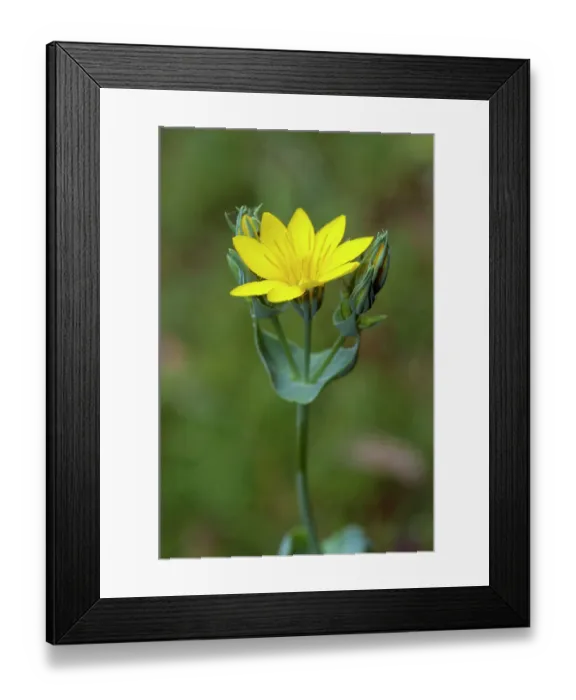 Framed Print : Yellow-wort (Blackstonia perfoliata) in flower, Headley Heath, Surrey, England, UK. June Framed Print : Yellow-wort (Blackstonia perfoliata) in flower, Headley Heath, Surrey, England, UK. June