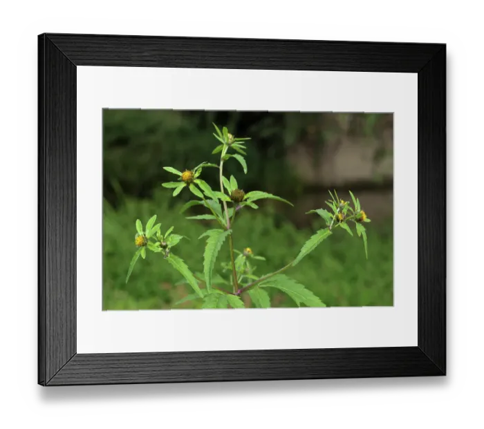 Framed Print : Trifid bur-marigold (Bidens tripartita) in flower in meander field near Foxbury Shaw, River Mole, Surrey, England, UK. August