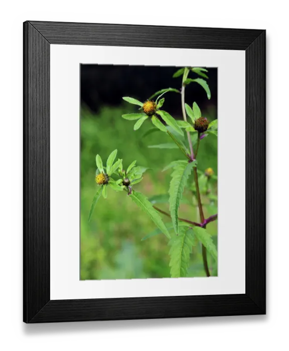 Framed Print : Trifid bur-marigold (Bidens tripartita) in flower in meander field near Foxbury Shaw, River Mole, Surrey, England, UK. August