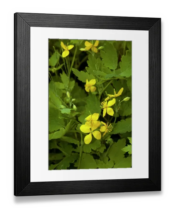 Framed Print : Greater celandine (Chelidonium majus) in flower, South Croydon, Surrey, England, UK. May Framed Print : Greater celandine (Chelidonium majus) in flower, South Croydon, Surrey, England, UK. May