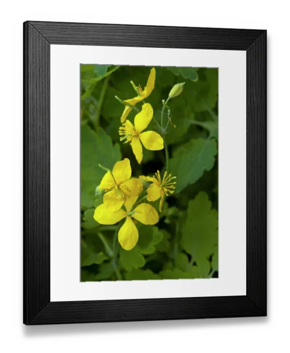 Framed Print : Greater celandine (Chelidonium majus) in flower, South Croydon, Surrey, England, UK. May Framed Print : Greater celandine (Chelidonium majus) in flower, South Croydon, Surrey, England, UK. May