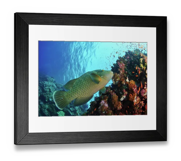 Framed Print : Humphead wrasse (Cheilinus undulatus) juvenile, swimming on a coral reef with Scalefin anthias (Pseudanthias squamipinnis), Elphinstone, Egypt, Red Sea Framed Print : Humphead wrasse (Cheilinus undulatus) juvenile, swimming on a coral reef with Scalefin anthias (Pseudanthias squamipinnis), Elphinstone, Egypt, Red Sea