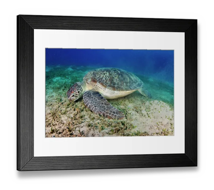 Framed Print : Green turtle (Chelonia mydas) feeding on a Seagrass (Halophila stipulacea) bed. Marsa Alam, Egypt, Red Sea. Endangered Framed Print : Green turtle (Chelonia mydas) feeding on a Seagrass (Halophila stipulacea) bed. Marsa Alam, Egypt, Red Sea. Endangered