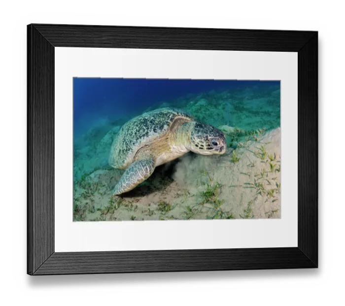 Framed Print : Green turtle (Chelonia mydas) feeding on a Seagrass (Halophila stipulacea) bed, Marsa Alam, Egypt, Red Sea. Endangered Framed Print : Green turtle (Chelonia mydas) feeding on a Seagrass (Halophila stipulacea) bed, Marsa Alam, Egypt, Red Sea. Endangered