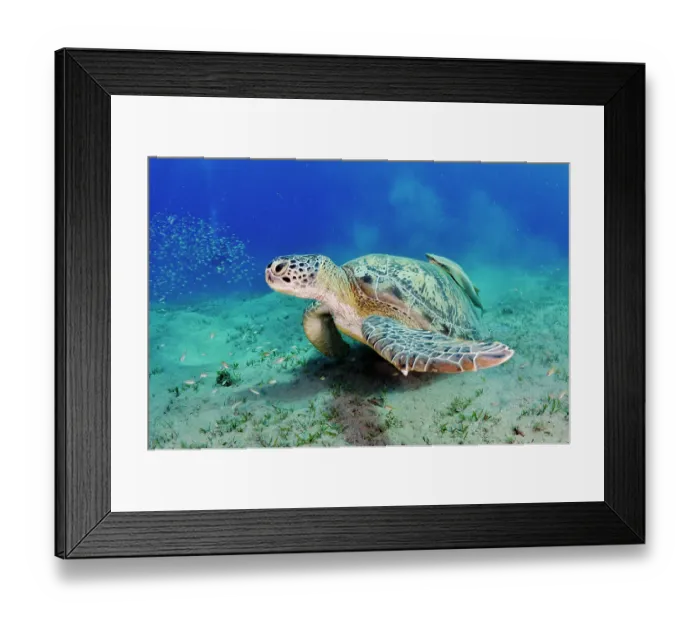 Framed Print : Green turtle (Chelonia mydas) resting while feeding on a Seagrass (Halophila stipulacea) bed Framed Print : Green turtle (Chelonia mydas) resting while feeding on a Seagrass (Halophila stipulacea) bed