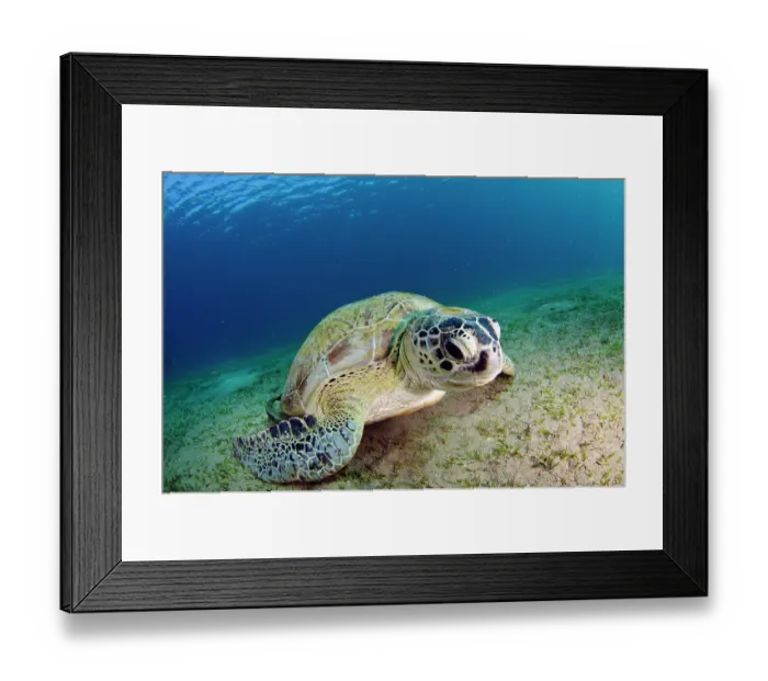 Framed Print : Green turtle (Chelonia mydas) resting while feeding on a Seagrass (Halophila stipulacea) bed, Marsa Alam, Egypt, Red Sea. Endangered Framed Print : Green turtle (Chelonia mydas) resting while feeding on a Seagrass (Halophila stipulacea) bed, Marsa Alam, Egypt, Red Sea. Endangered
