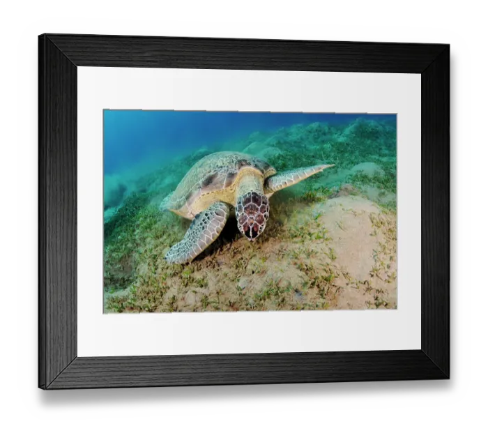 Framed Print : Green turtle (Chelonia mydas) feeding on a Seagrass (Halophila stipulacea) bed, Marsa Alam, Egypt, Red Sea. Endangered Framed Print : Green turtle (Chelonia mydas) feeding on a Seagrass (Halophila stipulacea) bed, Marsa Alam, Egypt, Red Sea. Endangered