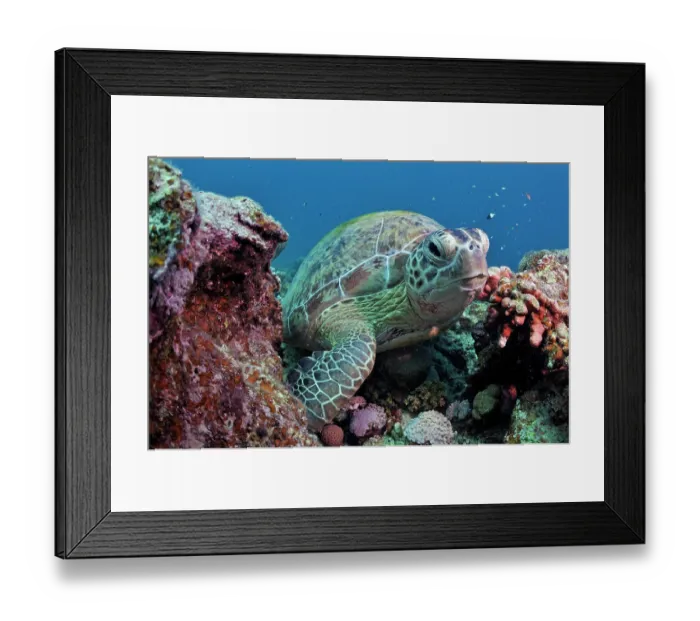 Framed Print : Green turtle (Chelonia mydas) resting on coral reef, Marsa Alam, Egypt, Red Sea. Endangered
