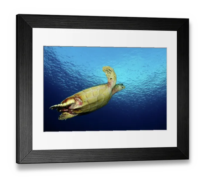 Framed Print : Hawksbill turtle (Eretmochelys imbricata) swimming towards the surface, Tubbataha Reefs Natural Park, Palawan, Philippines, Sulu Sea. Critically endangered Framed Print : Hawksbill turtle (Eretmochelys imbricata) swimming towards the surface, Tubbataha Reefs Natural Park, Palawan, Philippines, Sulu Sea. Critically endangered
