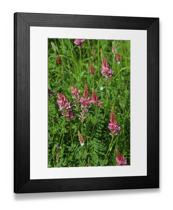 Framed Print : Common sainfoin (Onobrychis viciifolia) in flower, Kenley Common, Surrey, England, UK, June Framed Print : Common sainfoin (Onobrychis viciifolia) in flower, Kenley Common, Surrey, England, UK, June