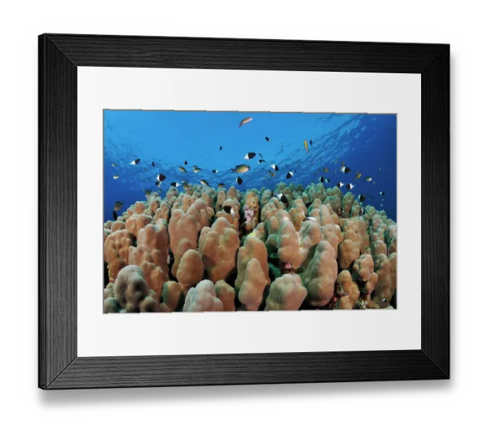 Framed Print : Chocolatedip chromis (Pycnochromis dimidiatus) swimming over Stony coral (Porites sp.), Marsa Alam, Egypt, Red Sea Framed Print : Chocolatedip chromis (Pycnochromis dimidiatus) swimming over Stony coral (Porites sp.), Marsa Alam, Egypt, Red Sea