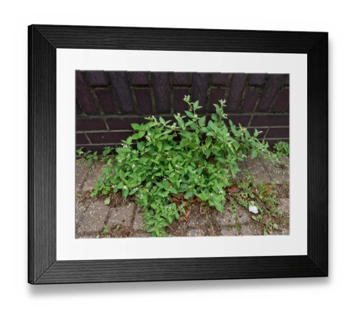 Framed Print : Tall nightshade (Solanum chenopodioides) in flower on pavement, near Greenland Dock, Surrey, England, UK. September Framed Print : Tall nightshade (Solanum chenopodioides) in flower on pavement, near Greenland Dock, Surrey, England, UK. September