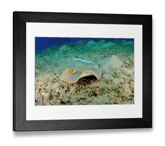 Framed Print : Bluespotted ribbontail ray (Taeniura lymma) on seagrass bed, Marsa Alam, Egypt, Southern Red Sea Framed Print : Bluespotted ribbontail ray (Taeniura lymma) on seagrass bed, Marsa Alam, Egypt, Southern Red Sea