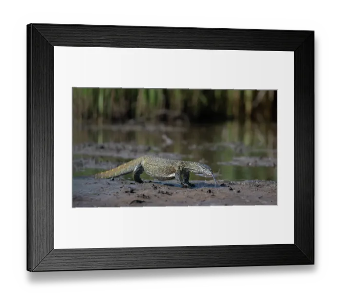 Framed Print : Nile monitor (Varanus niloticus) with tongue out, standing on mud at edge of river, Allahein river, The Gambia Framed Print : Nile monitor (Varanus niloticus) with tongue out, standing on mud at edge of river, Allahein river, The Gambia