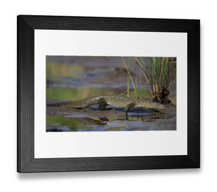 Framed Print : Nile monitor (Varanus niloticus) walking over mud, Allahein river, The Gambia Framed Print : Nile monitor (Varanus niloticus) walking over mud, Allahein river, The Gambia