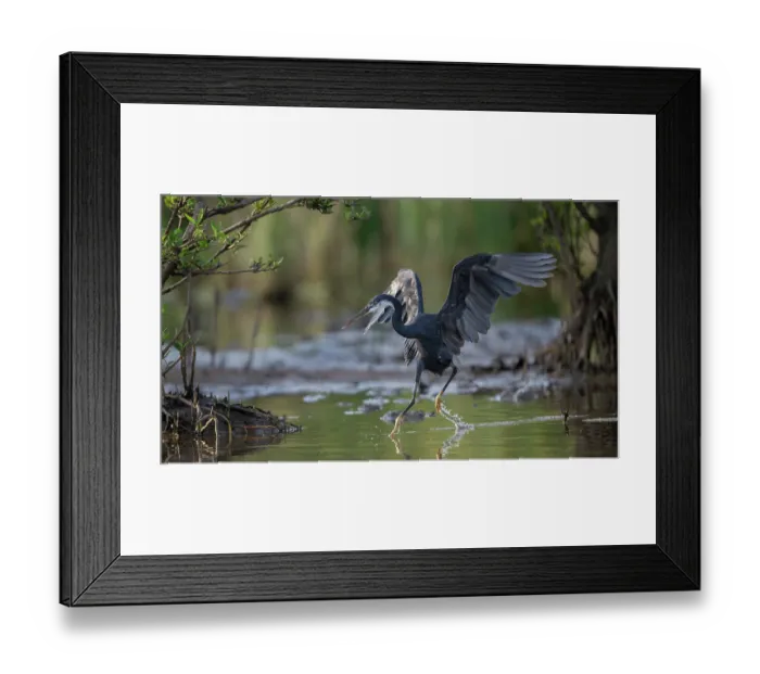 Framed Print : Western reef egret (Egretta gularis) running through shallow water chasing a fish, Allahein river, The Gambia Framed Print : Western reef egret (Egretta gularis) running through shallow water chasing a fish, Allahein river, The Gambia