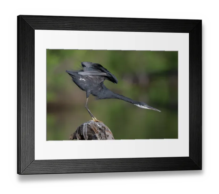 Framed Print : Western reef egret (Egretta gularis) perched on a rock, stretching, Allahein river, The Gambia Framed Print : Western reef egret (Egretta gularis) perched on a rock, stretching, Allahein river, The Gambia