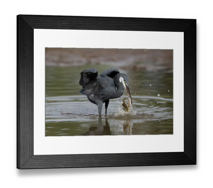 Framed Print : Western reef egret ( Egretta gularis) battling with a crab for a dead fish, Allahein river, The Gambia