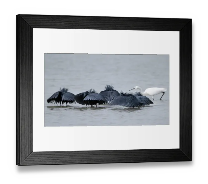 Framed Print : Group of Black egrets (Egretta ardesiaca) fishing together, Pirang, The Gambia Framed Print : Group of Black egrets (Egretta ardesiaca) fishing together, Pirang, The Gambia