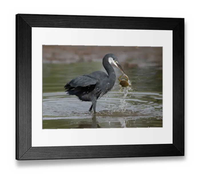 Framed Print : Western reef egret ( Egretta gularis) battling with a crab for a dead fish, Allahein river, The Gambia Framed Print : Western reef egret ( Egretta gularis) battling with a crab for a dead fish, Allahein river, The Gambia