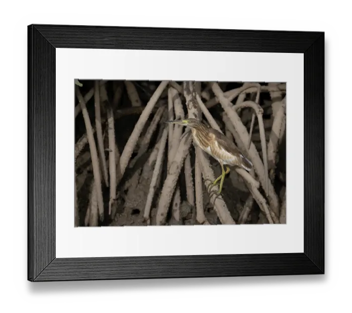 Framed Print : Squacco heron (Ardeola ralloides) perched on mangrove roots, Bao Bolong Wetland Reserve, The Gambia Framed Print : Squacco heron (Ardeola ralloides) perched on mangrove roots, Bao Bolong Wetland Reserve, The Gambia