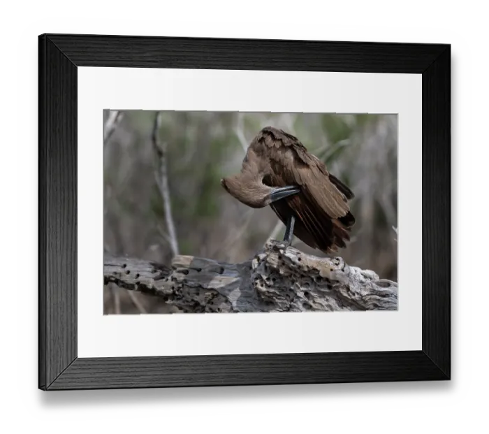Framed Print : Hamerkop (Scopus umbretta) perched on branch preening, Allahein river, The Gambia Framed Print : Hamerkop (Scopus umbretta) perched on branch preening, Allahein river, The Gambia