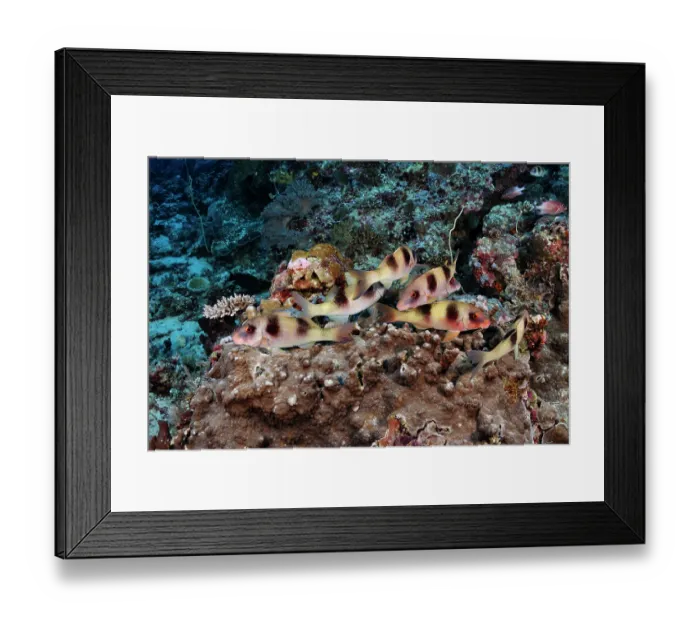 Framed Print : Group of Two-barred goatfish (Parupeneus bifasciatus) on coral reef, Tubbataha Reefs Natural Park, Palawan, Philippines, Sulu Sea Framed Print : Group of Two-barred goatfish (Parupeneus bifasciatus) on coral reef, Tubbataha Reefs Natural Park, Palawan, Philippines, Sulu Sea