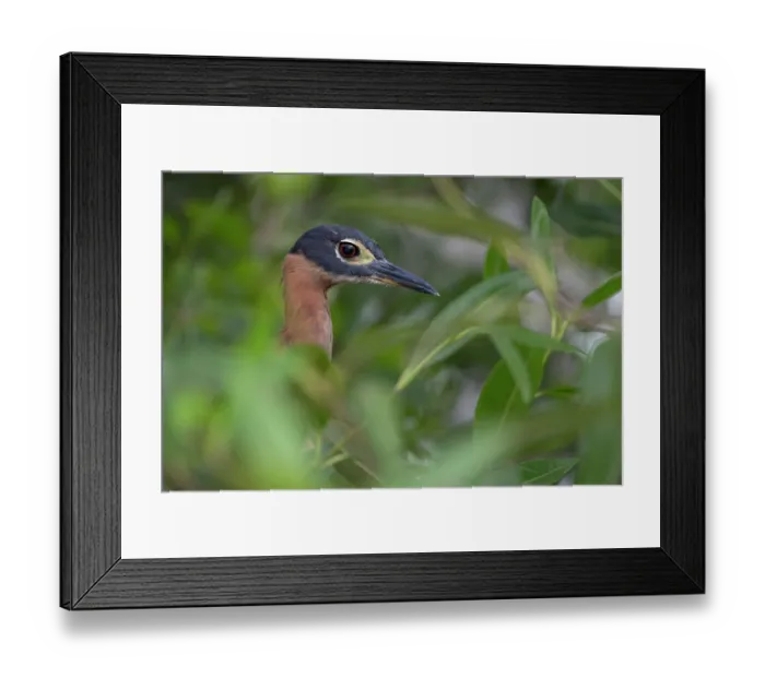 Framed Print : White-backed night heron (Gorsachius leuconotus) standing among foliage, Allahein river, The Gambia Framed Print : White-backed night heron (Gorsachius leuconotus) standing among foliage, Allahein river, The Gambia