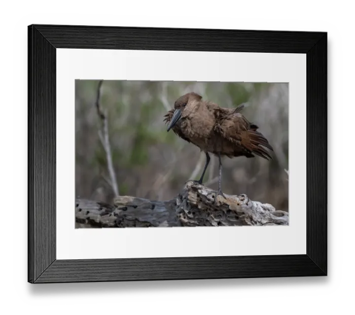 Framed Print : Hamerkop (Scopus umbretta) perched on branch shaking its feathers, Allahein river, The Gambia Framed Print : Hamerkop (Scopus umbretta) perched on branch shaking its feathers, Allahein river, The Gambia