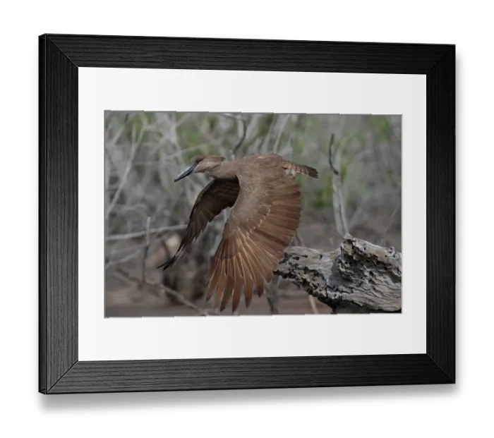Framed Print : Hamerkop (Scopus umbretta) in flight, Allahein river, The Gambia Framed Print : Hamerkop (Scopus umbretta) in flight, Allahein river, The Gambia