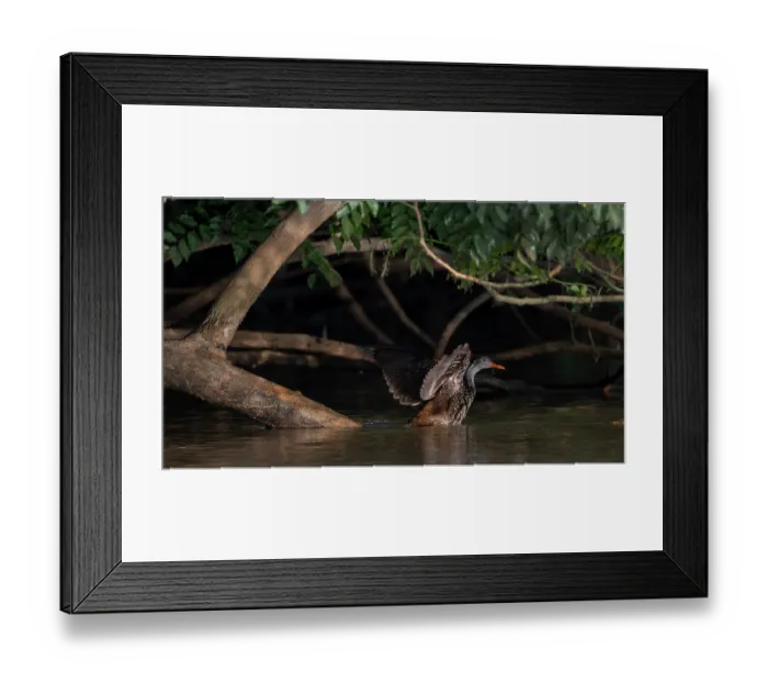 Framed Print : African finfoot (Podica senegalensis) perched on branch in river stretching wings, Gambia river, Jajanburreh, The Gambia Framed Print : African finfoot (Podica senegalensis) perched on branch in river stretching wings, Gambia river, Jajanburreh, The Gambia
