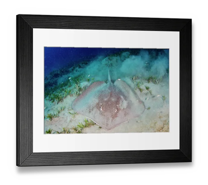 Framed Print : Reticulate whipray (Himantura uarnak) covering itself with sand in seagrass bed, Marsa Alam, Egypt, Red Sea Framed Print : Reticulate whipray (Himantura uarnak) covering itself with sand in seagrass bed, Marsa Alam, Egypt, Red Sea