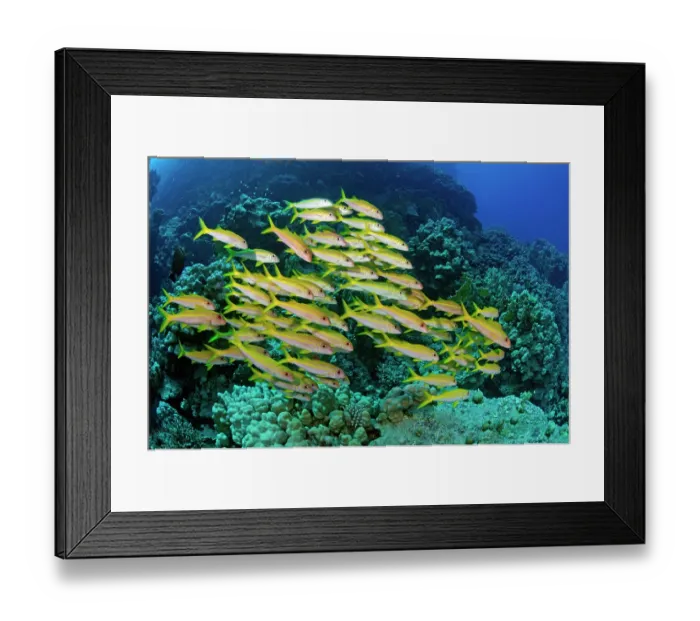 Framed Print : Yellowfin goatfish (Mulloidichthys vanicolensis) school on coral reef, Fury Shoal, Egypt, Red Sea Framed Print : Yellowfin goatfish (Mulloidichthys vanicolensis) school on coral reef, Fury Shoal, Egypt, Red Sea