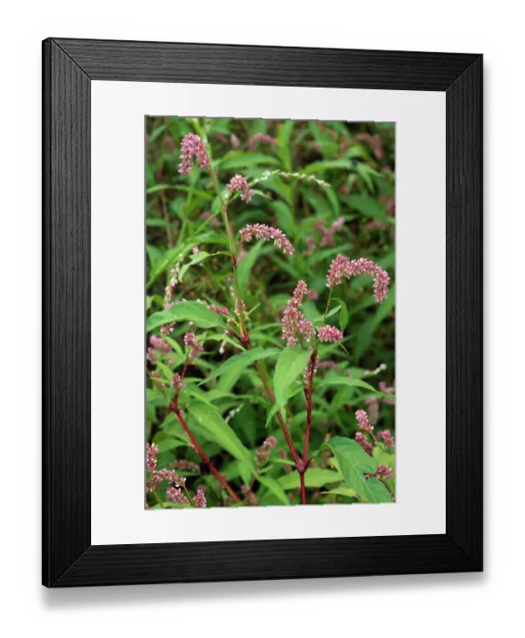 Framed Print : Redshank (Persicaria maculosa) in flower, Westhumble, Surrey, England, UK. August Framed Print : Redshank (Persicaria maculosa) in flower, Westhumble, Surrey, England, UK. August