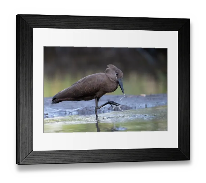 Framed Print : Hamerkop (Scopus umbretta) scratching beak after drinking, Allahein river, The Gambia Framed Print : Hamerkop (Scopus umbretta) scratching beak after drinking, Allahein river, The Gambia