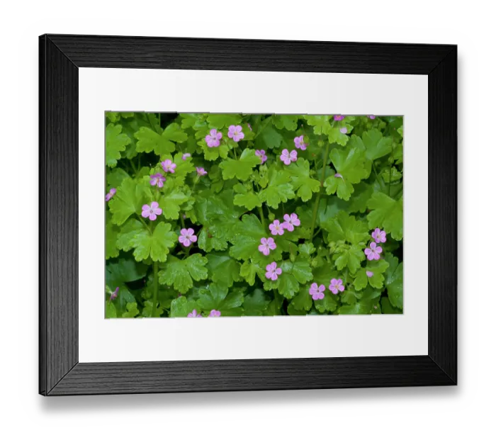 Framed Print : Shining crane's-bill (Geranium lucidum) in flower, Haling Grove, South Croydon, Surrey, England, UK. May